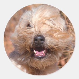 Sticker Rond Portrait de Terrier Wheaten à poil doux