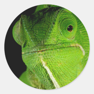 Sticker Rond Portrait Du Chameleon À Cou-Volant