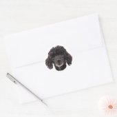 Sticker Rond Portrait d'un caniche noir (Enveloppe)
