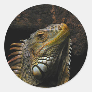 Sticker Rond Portrait d'un iguane