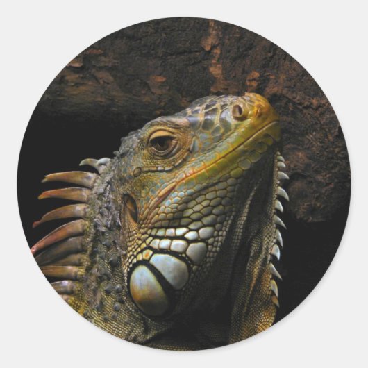 Sticker Rond Portrait d'une Iguana (Devant)