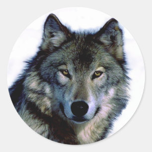 Sticker Rond Portrait Wolf