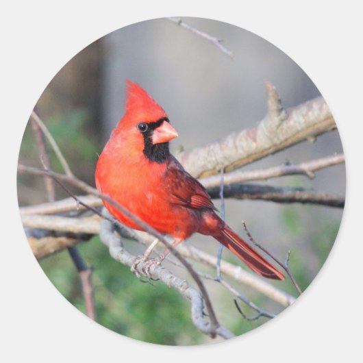 Sticker Rond Pose d'été du cardinal (Devant)