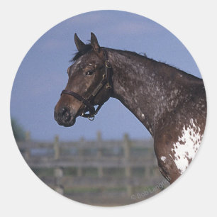 Sticker Rond Position de cheval d'Appaloosa