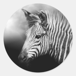 Sticker Rond Poster de Zebra Foal