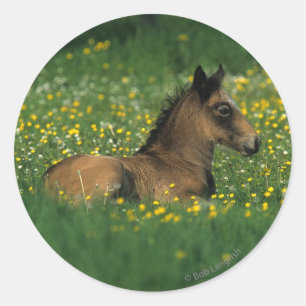 Sticker Rond Poulain fixant en fleurs