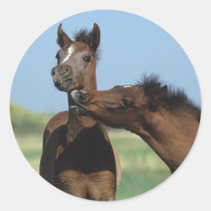Sticker Rond Poulains jouant 2