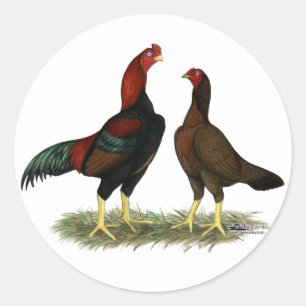 Sticker Rond Poules Aseel Black Red
