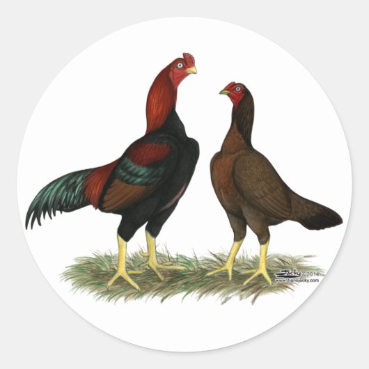 Sticker Rond Poules Aseel Black Red (Devant)