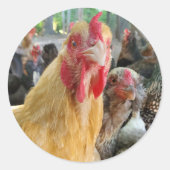 Sticker Rond Poulet (Devant)