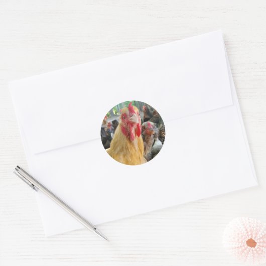 Sticker Rond Poulet (Enveloppe)