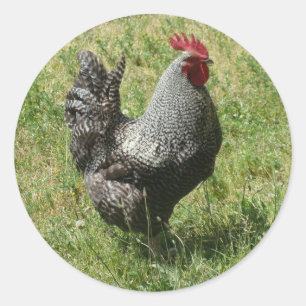 Sticker Rond Poulet de Plymouth Rock