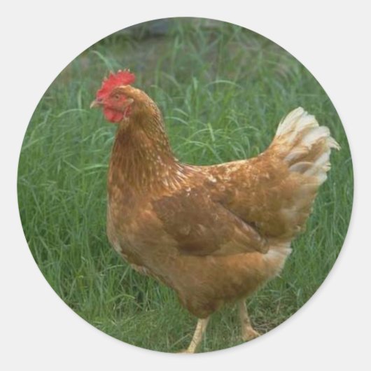 Sticker Rond Poulet libre (Devant)