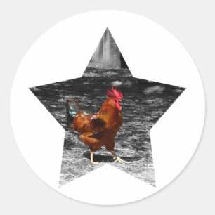 Sticker Rond Poulet superbe d'étoile