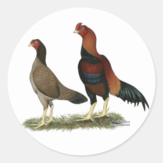 Sticker Rond Poulets à roue d'Aseel (Devant)