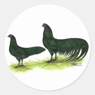 Sticker Rond Poulets noirs de Sumatra