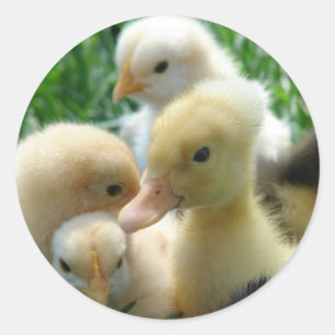Sticker Rond Poussins et colliers