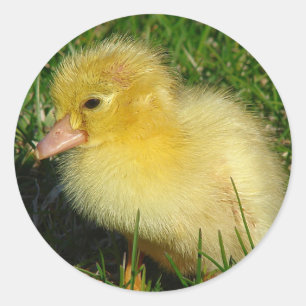 Sticker Rond Première Scovie de la saison