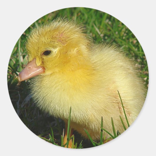 Sticker Rond Première Scovie de la saison (Devant)