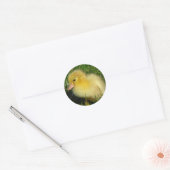 Sticker Rond Première Scovie de la saison (Enveloppe)