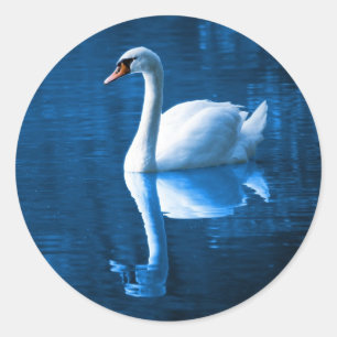 Sticker Rond Pretty white swan floating on blue lake