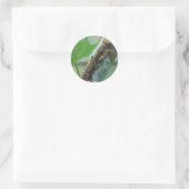Sticker Rond Prier Insecte Mantis (Sac)