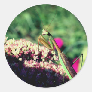 Sticker Rond Prier Mantis Nature 