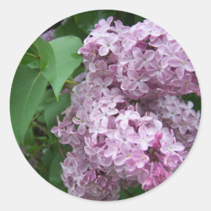 Sticker Rond Printemps Dans Le Maine