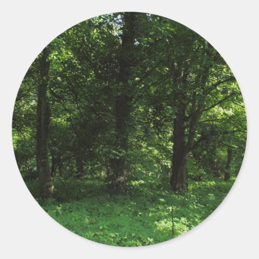 Sticker Rond Printemps dans les bois 02 (Devant)