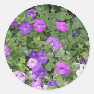 Sticker Rond Printemps Été Floral Purple Petunia Décor