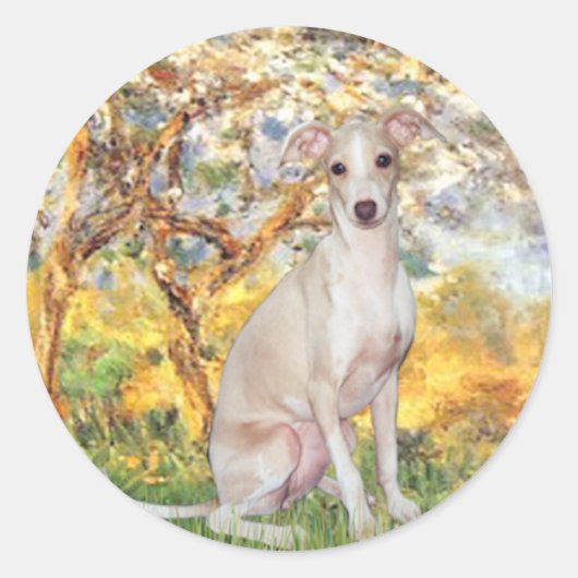 Sticker Rond Printemps - Lévrier Italien 5 (Devant)