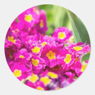 Sticker Rond Prirose