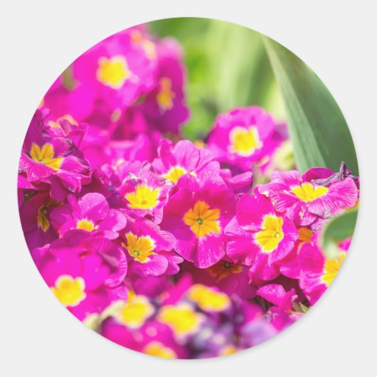 Sticker Rond Prirose (Devant)