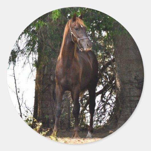 Sticker Rond Produits Morgan Horse ! ! (Devant)