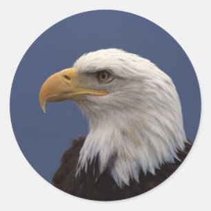 Sticker Rond Profil d'aigle à tête blanche