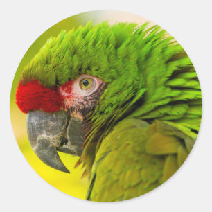 Sticker Rond Profil d'ara au zoo de Santa Barbara