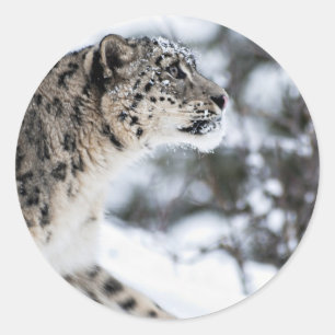 Sticker Rond Profil de léopard de neige