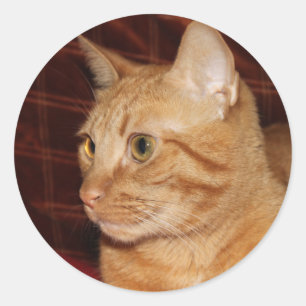 Sticker Rond Profil de visage de chat Tabou orange