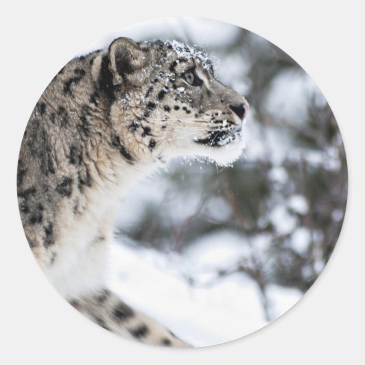 Sticker Rond Profil du léopard des neiges (Devant)