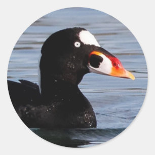 Sticker Rond Profil d'un Surf Scoter Drake