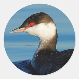 Sticker Rond Profil d'une Grebe à cornes