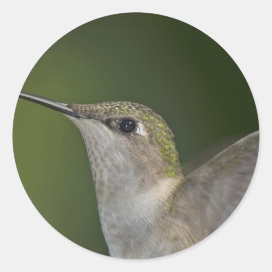 Sticker Rond Profile (Devant)