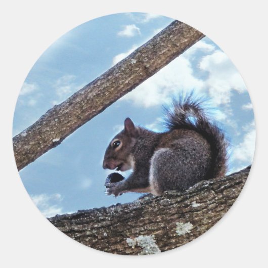 Sticker Rond Profiter d'une noix (Devant)