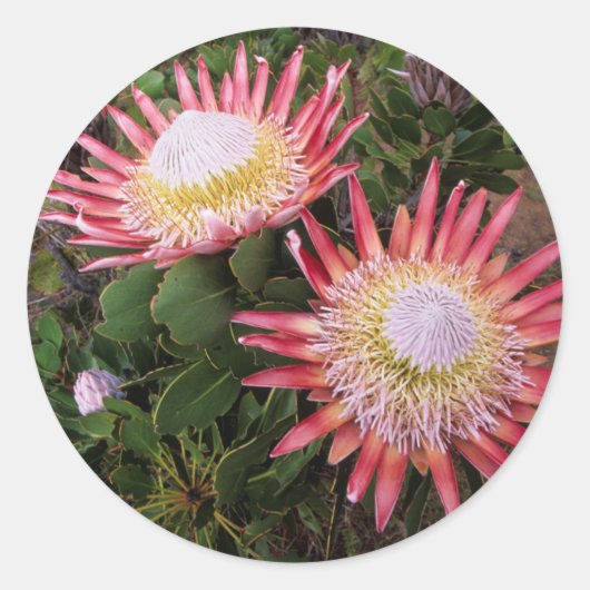 Sticker Rond Protéa géant (Protea Cynaroides), Helderberg (Devant)