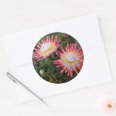 Sticker Rond Protéa géant (Protea Cynaroides), Helderberg (Enveloppe)