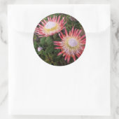 Sticker Rond Protéa géant (Protea Cynaroides), Helderberg (Sac)