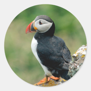 Sticker Rond Puffin