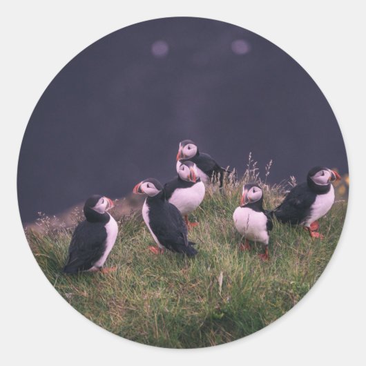 Sticker Rond Puffins de l'Atlantique (Devant)