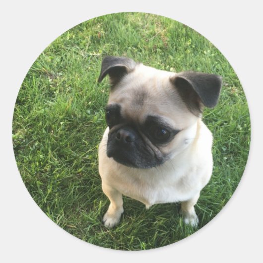 Sticker Rond Pug Pup (Devant)