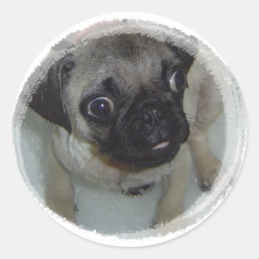 Sticker Rond Pug puppy (Devant)